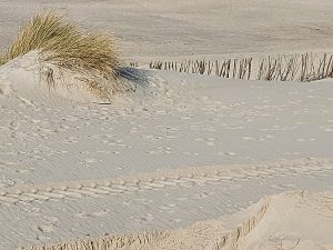 Für den Jahresrückblick 2022 sind die Sanddünen mit Gras und Sand bedeckt.